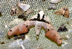 Adhemarius gannascus