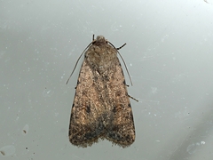 Caradrina clavipalpis
