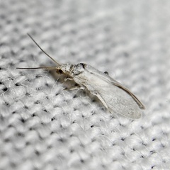 Coniopterygidae