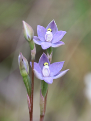Thelymitra arenaria