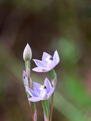 Thelymitra arenaria