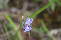 Thelymitra arenaria
