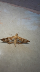 Sameodes cancellalis