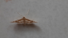 Sameodes cancellalis