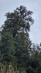 Dacrydium cupressinum