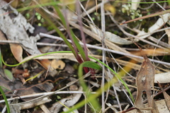Thelymitra arenaria