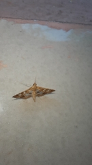 Sameodes cancellalis