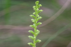 Microtis unifolia