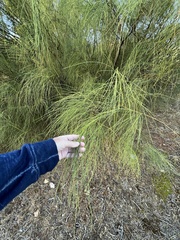 Parkinsonia aculeata