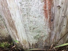 Chaenotheca chlorella