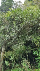 Pseudopanax crassifolius