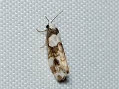 Thallarcha phalarota