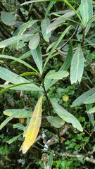 Pseudopanax crassifolius