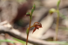Pterostylis squamata