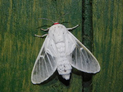 Balacra pulchra