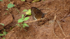 Euploea sylvester