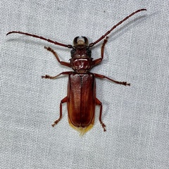 Cacodacnus planicollis