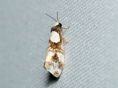 Thallarcha phalarota