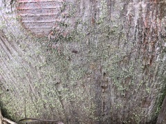 Chaenotheca brachypoda