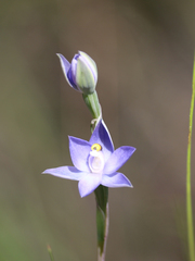 Thelymitra arenaria