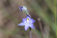 Thelymitra arenaria