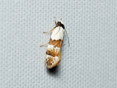 Euphiltra eroticella