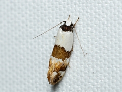 Euphiltra eroticella