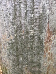 Chaenotheca chlorella