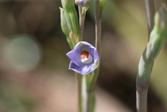 Thelymitra brevifolia