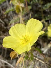 Tribulus