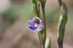 Thelymitra brevifolia