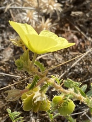Tribulus