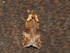 Cryptoptila australana
