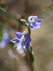 Thelymitra arenaria
