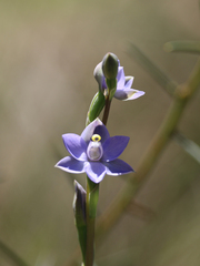 Thelymitra arenaria