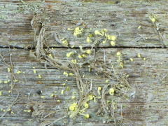 Chaenotheca brachypoda