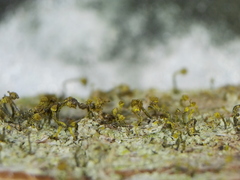 Chaenotheca chlorella