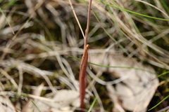 Thelymitra brevifolia