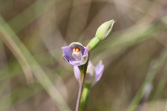 Thelymitra brevifolia