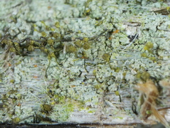 Chaenotheca chlorella