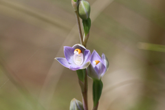 Thelymitra brevifolia