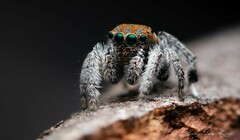 Maratus jactatus