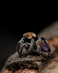 Maratus jactatus