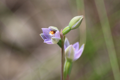 Thelymitra brevifolia