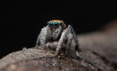 Maratus jactatus