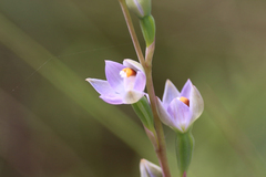 Thelymitra brevifolia