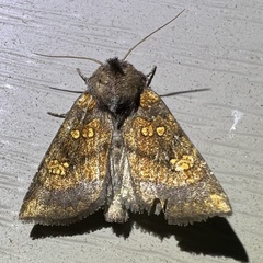 Papaipema impecuniosa