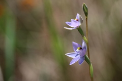 Thelymitra
