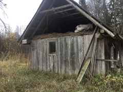 Chaenotheca chlorella