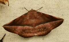 Sarcinodes restitutaria